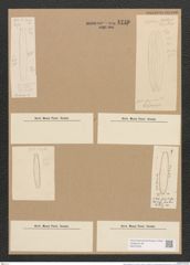 Nitzschia firgida Grun. (de-Toni-Nr.: Genus 47, Species 2113) Zeichnungen Sammlung Grunow Nr. 4239 (NHMW-BOT-W0372203)